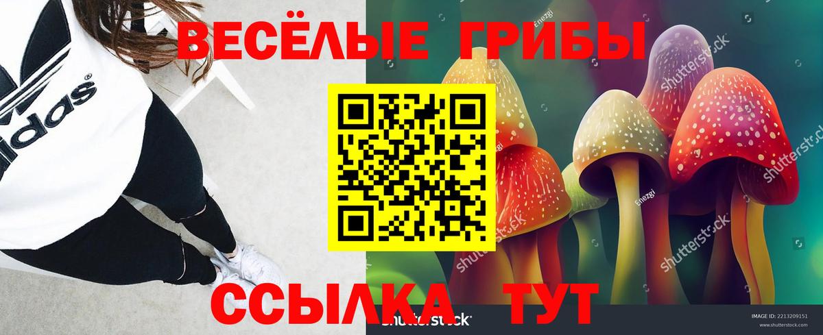 Галлюциногенные грибы Psilocybe Бирск